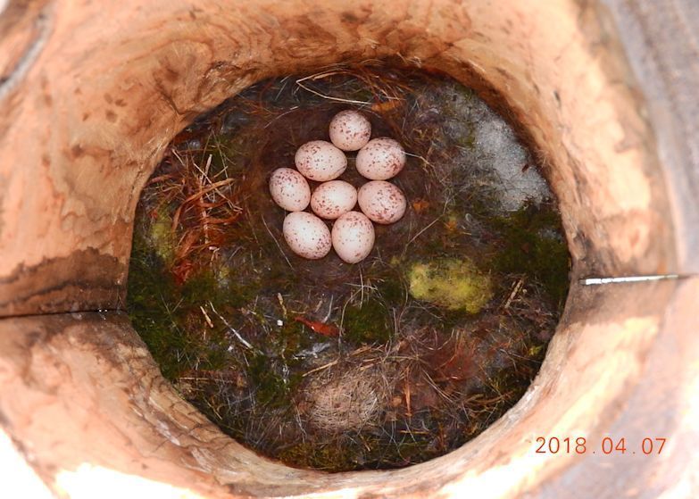 ヤマガラの子供の巣立ち 湘南風便り