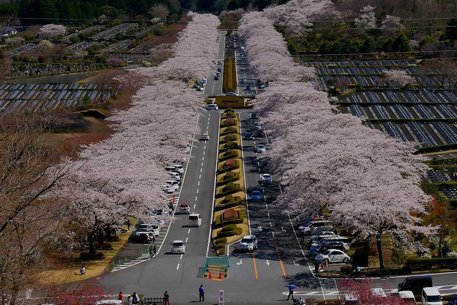 満開の富士霊園の桜 19年 湘南風便り